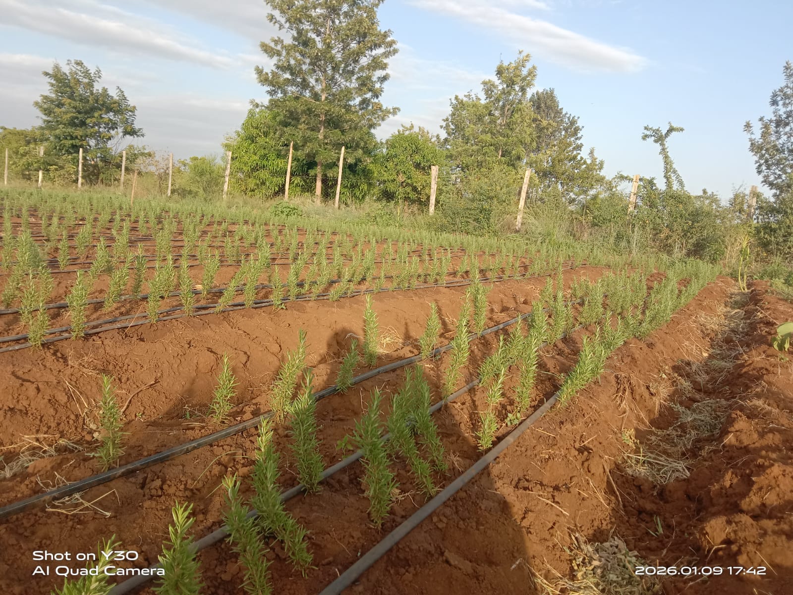 Growing Rosemary: A Complete Guide