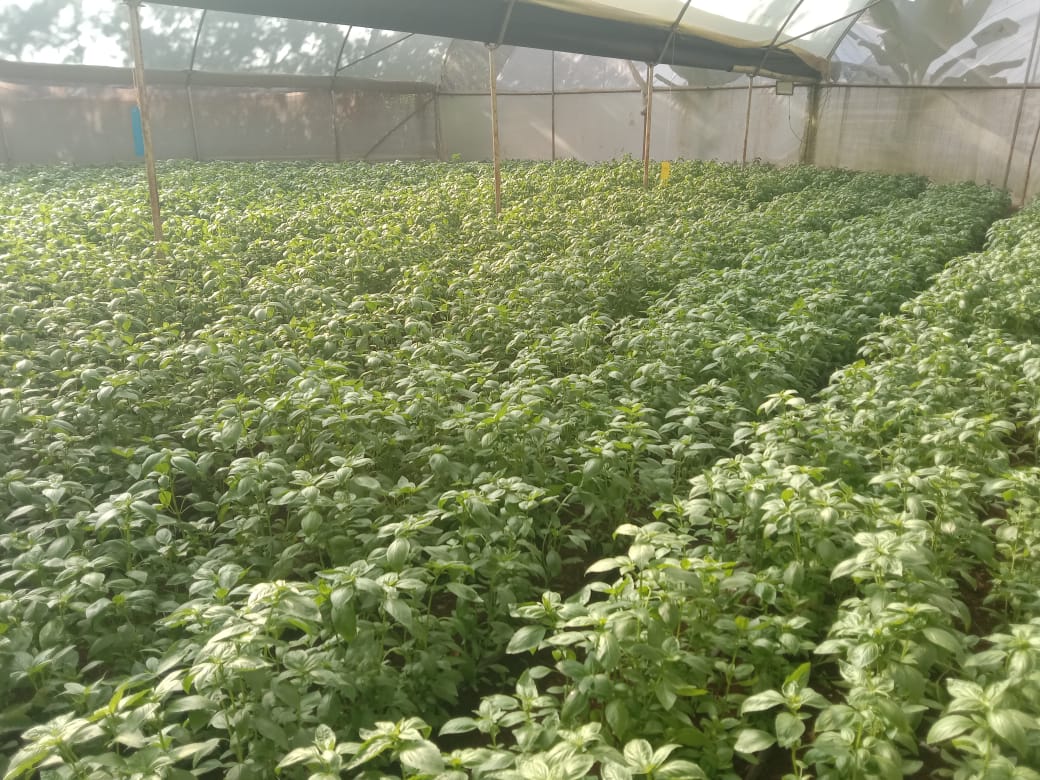 Fresh Basil